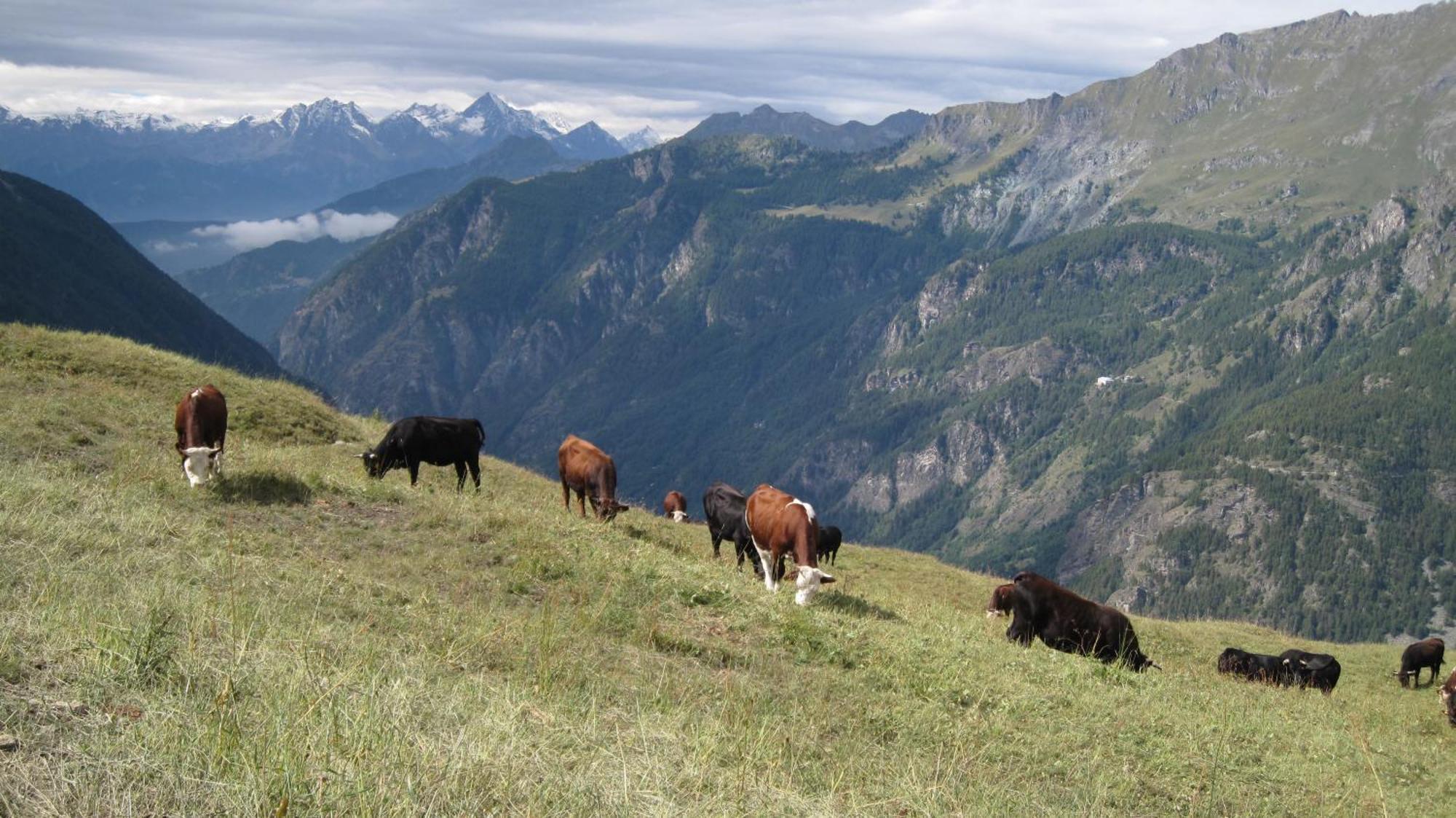 Hotel Meuble Meridiana Valtournenche Luaran gambar